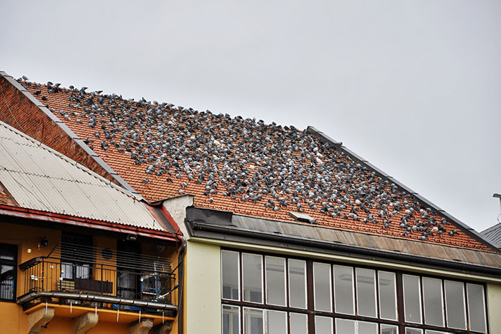 A2B Pest Control are able to install spikes to deter birds from roofs in Elmbridge. 