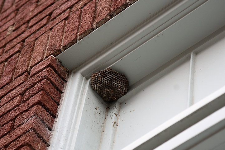 We provide a wasp nest removal service for domestic and commercial properties in Elmbridge.